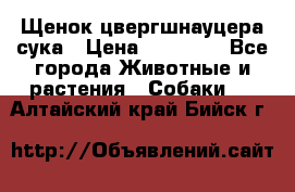 Щенок цвергшнауцера сука › Цена ­ 25 000 - Все города Животные и растения » Собаки   . Алтайский край,Бийск г.